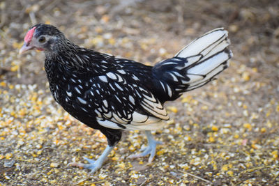 Side view of a bird on field