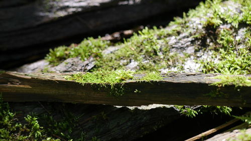 Close-up of moss growing on log in forest