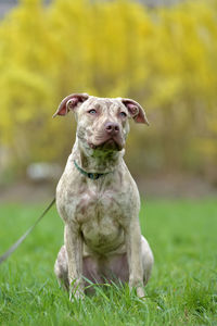 Dog looking away on field