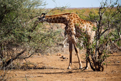 View of giraffe on field