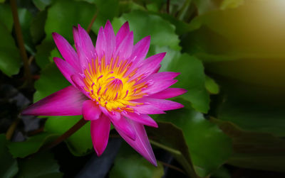 Close-up of pink water lily in pond