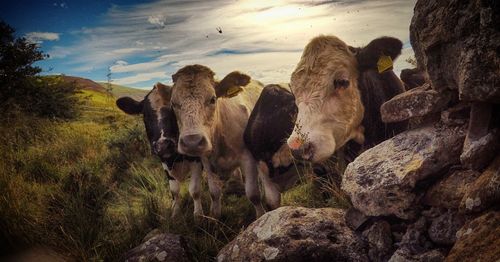 Scenic view of landscape