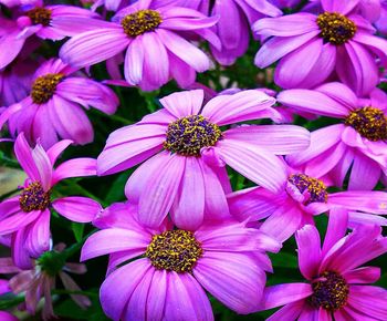 Close-up of pink flowers