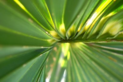 Close-up of plant