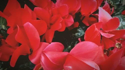 Close-up of red flowers blooming outdoors