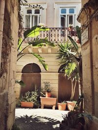 Plants growing in balcony