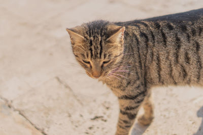 Close-up of a cat with eyes closed