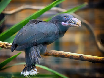 Close-up of parrot perching