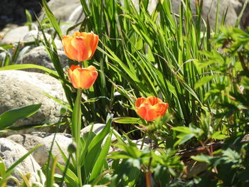 Close-up of orange flowering plants on field