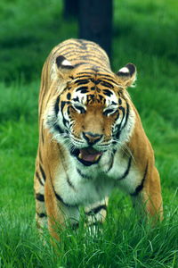 Close-up portrait of tiger