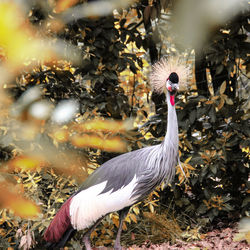 Close-up of duck on field