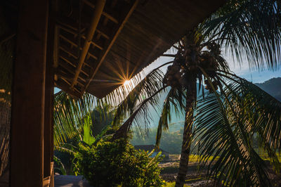 Low angle view of palm trees