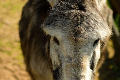 Close-up portrait of horse