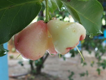 Close-up of rose