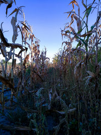 Low angle view of trees against clear blue sky