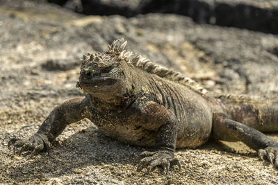 Close-up of a lizard on rock