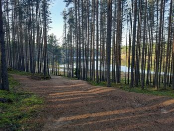 Pine trees in forest