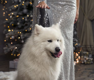 Woman with her dog enjoying christmas eve. samoyed dog over the christmas tree 