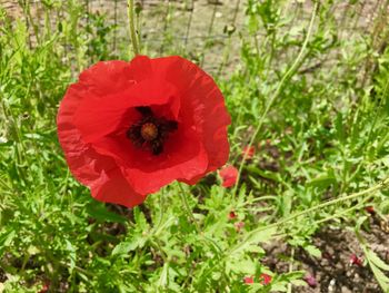 Close-up of red poppy blooming on field