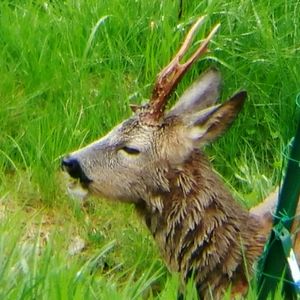 Deer on field