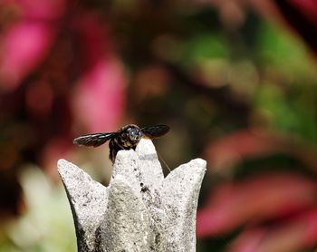 Close-up of bee