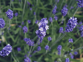 Close-up of purple flowers blooming outdoors