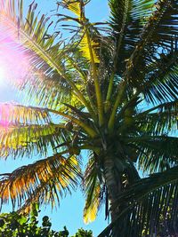 Low angle view of palm tree against blue sky