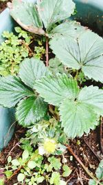 Close-up of plants