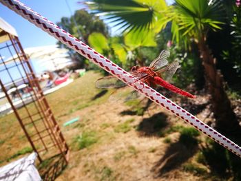 Close-up of lizard on rope