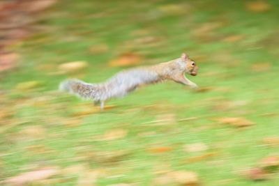 Lizard in mid-air