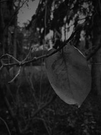 Close-up of leaf on tree