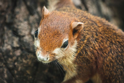 Close-up of squirrel