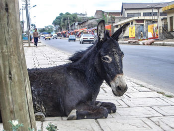 Horse in a city