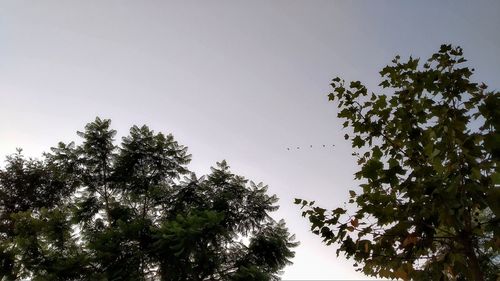 Low angle view of silhouette trees against clear sky