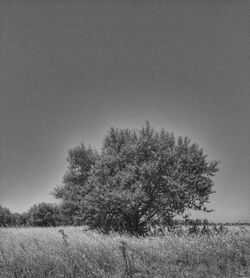 Tree on field against clear sky