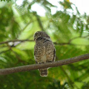 Low angle view of owl perching on tree