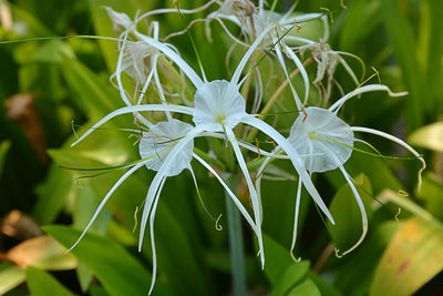 Close-up of white flowering plant