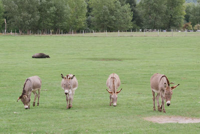 Horses on field