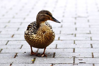 Close-up of a duck