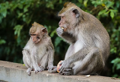 Monkeys sitting on retaining wall