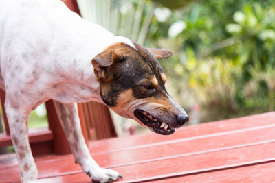 Close-up of a dog looking away