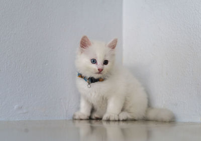 Portrait of white cat sitting