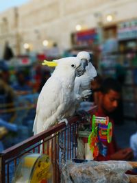 View of parrot perching outdoors