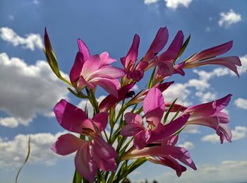 Close-up of pink flowering plant against sky