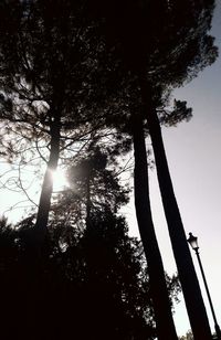 Low angle view of sun shining through trees