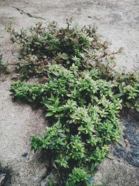 Plants growing in pond