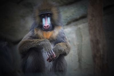 Mandrill sitting looking away 