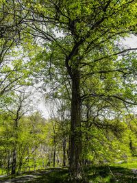 Low angle view of trees in forest