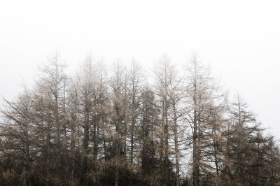 Low angle view of bare trees against sky