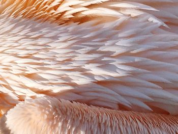 Close-up of swan swimming